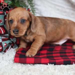 Rufus, Dachshund Puppy
